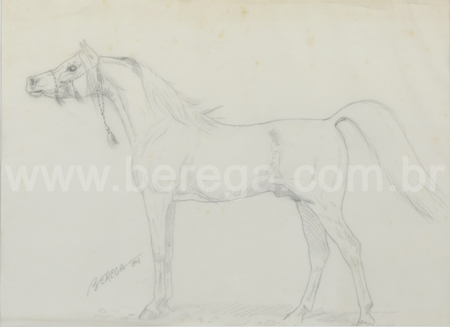Desenho em grafite de cavalo árabe em perfil - 1984